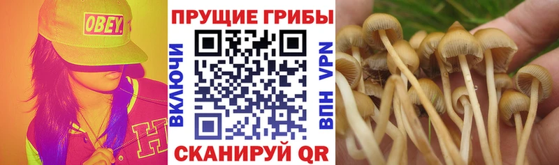 Псилоцибиновые грибы Psilocybine cubensis  Купить где  Гаврилов Посад 